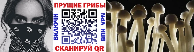 Галлюциногенные грибы Psilocybine cubensis  Покачи 